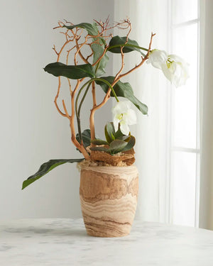 Medinilla Magnifica